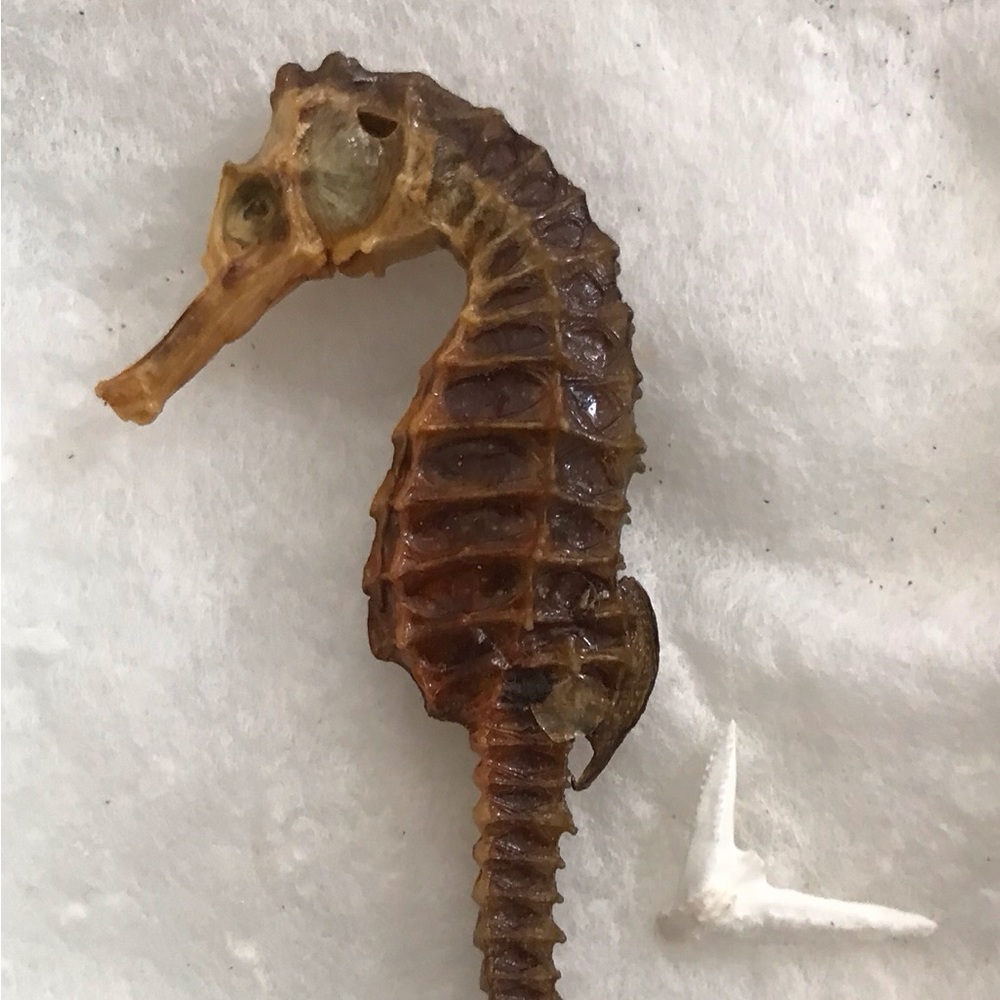DRIED SEAHORSE HIPPOCAMPUS ERECTUS SKELETON